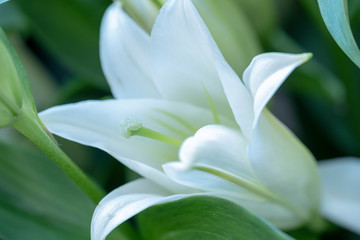 Fototapeta premium White lily flower Blurred. Concept of purity, freshness, aroma.