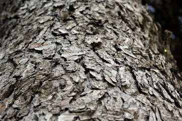 wooden background