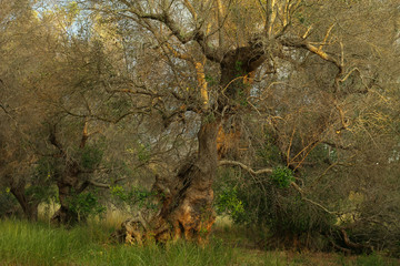 Old olive tree sick of xylella