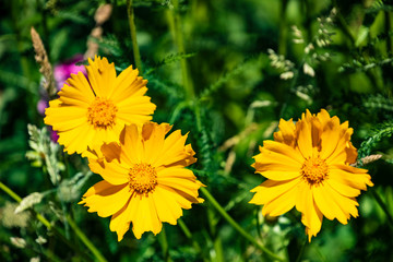 Cosmos sulphureus is also known as sulfur cosmos and yellow cosmos.