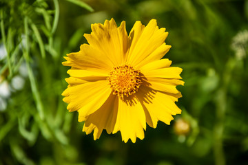 Cosmos sulphureus is also known as sulfur cosmos and yellow cosmos.