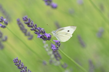 Lavandin Grosso is a flower that is the raw material for aroma oils.