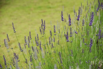 Lavandin Grosso is a flower that is the raw material for aroma oils.