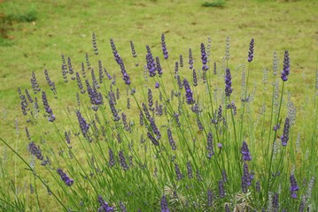 Lavandin Grosso is a flower that is the raw material for aroma oils.