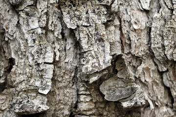 Texture wood background nature