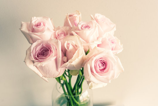 Closeup of pale pink roses against neutral wall background with cross process effect (selective focus)