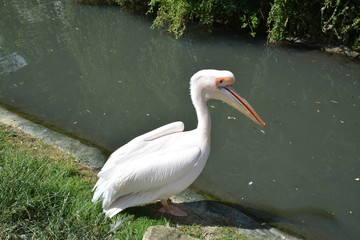 Parc animalier - Le pélican