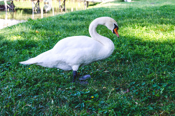 White swan stands near the lake. White swan close up side view