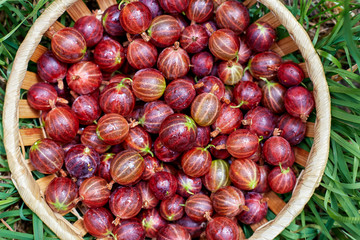 Gooseberry berries in the basket