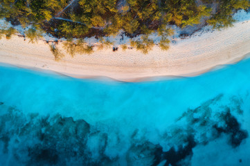 Aerial view of green trees on the sandy beach and blue sea at sunset. Summer holiday. Indian Ocean in Zanzibar, Africa. Tropical landscape with palm trees, white sand, blue water, waves. Top view