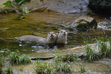 Parc animalier - Loutres