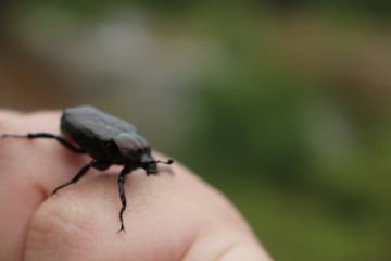 Bug beetle in the hand concept of gross bugs