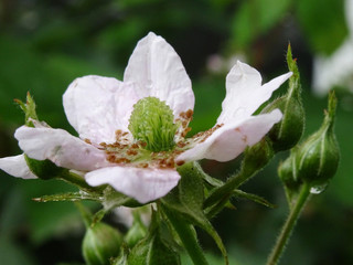Close-up of the wet stamen with some water drops and growing  berry underneath of a Blackberry...