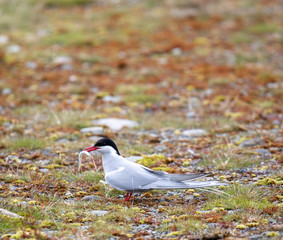 arctic tern