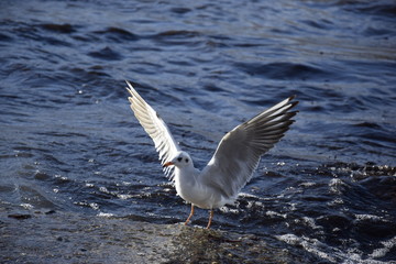 seagull in flight
