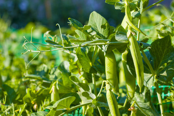 green peas grow and shoots tendril