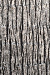 Wooden palm nature texture background 