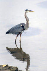 Obraz premium Great Blue Heron and his reflection wading throught the shallow water of marina in search of fishy food to eat.