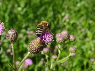 Honey Bee sipping and pollinating a wild flower Creeping Thistle under the warm sunlight