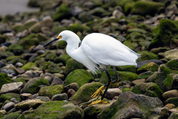 Snow White Egret walking through the rocky shore of the marina in search of a fishy meal.