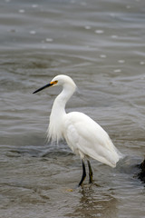 Snow White Egret wading through the shallow water of west coast marine in search of fishy food to eat looking to left.