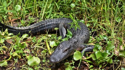 Alligator