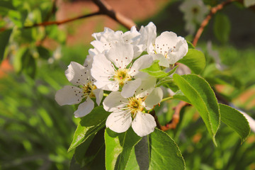 Flowering pear. Beautiful flowers on the branch. Close-up. Background.