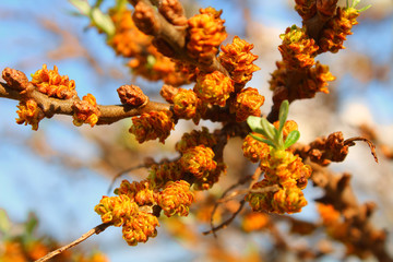 Flowering sea buckthorn in the garden. Close-up. Background.