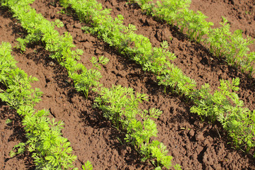 Carrots growing in the garden. Close-up. Background.