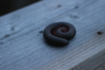 Naklejka premium An American giant millipede curled up in a defensive posture on a forest floor.