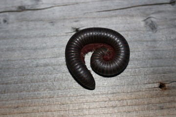 An American giant millipede curled up in a defensive posture on a forest floor.