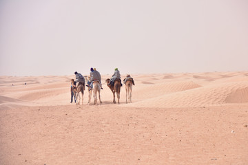Fototapeta na wymiar Camels caravan going in sahara desert in Tunisia, Africa. Tourists ride the camel safari. Camel caravan going through the sand dunes in the Sahara Desert.