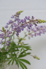 lupine flowers on white background