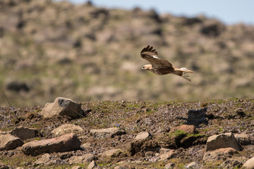 Long-legged buzzard (Buteo rufinus)