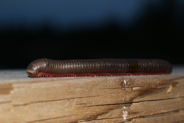 An American giant millipede curled up in a defensive posture on a forest floor.