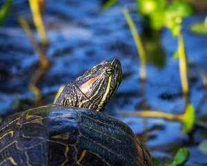 Red-eared Slider looking looking over its shell!
