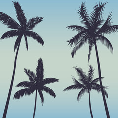 Fototapeta na wymiar Silhouette palm trees background