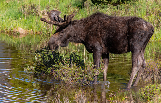 A Large Bull Moose Wading through Spring Water Pools in Rocky Mountain National Park - Colorado 