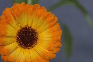 daisy offset