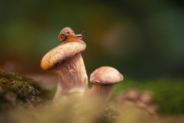 Little curious snail crawling, sitting on a mushroom. Snail close up on oyster mushroom on a green background in the moss. Macro. Magical forest.