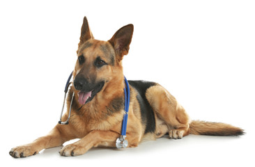 Cute dog with stethoscope as veterinarian on white background