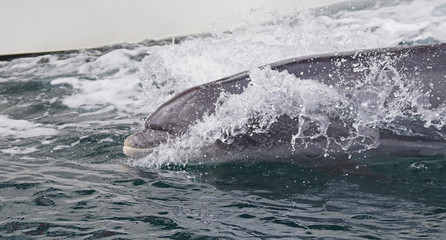 Fungie   Der Delfin von Dingle © Jürgen Hamann
