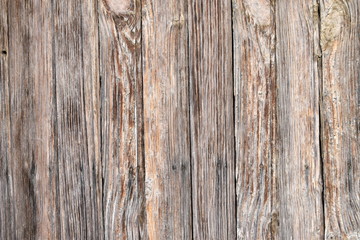 Wood texture of tree background nature