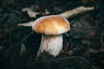 Beautiful boletus edulis on a dark background in the forest close-up. Edible tasty mushroom penny bun, porcini, cep, porcino, king boletus macro. Mushroom with brown hat in the forest.