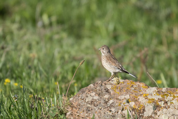 Stunning bird photo. Common linnet / Linaria cannabina