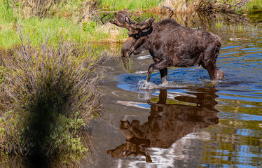 A Large Bull Moose Wading through Spring Water Pools in Rocky Mountain National Park - Colorado 