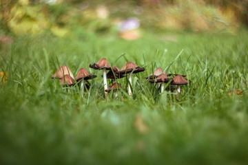 A group of mushrooms on a green blurred background of lawn, grass. Brown mushrooms toadstool in the grass close up macro. Lawn damage. On a Sunny summer day.