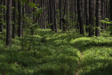 Las Forest