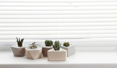 Fototapeta na wymiar Window with blinds and potted plants on sill, space for text