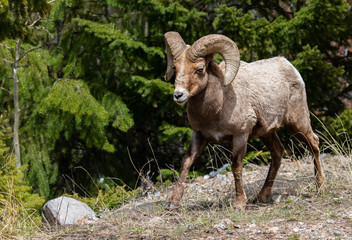 Bighorn Sheep in the Mountains of Colorado